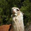 concernedforyou avatar