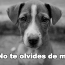 conciencia-animal avatar