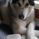 condescendingliterarypundog avatar