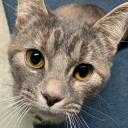 confessionsofadunmerskoomaeater avatar