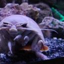 confoundepangolin avatar