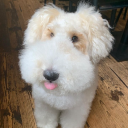 constantly-brainrotting avatar