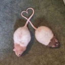 constantlyonspincycle avatar