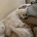 constantstress avatar