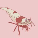 continuouscurriculum avatar