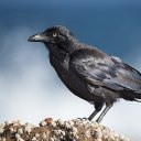 convexicalcrow avatar