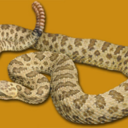 coolrattlesnakes avatar