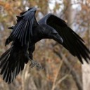 coppercorn-and-cauldron avatar