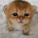 corbins-kinda-smart avatar