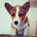 corgi-cuteness-blog-blog avatar