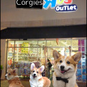 corgies-r-us avatar