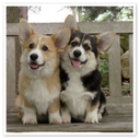 corgigif avatar