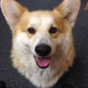 corgisaurus avatar