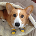 corgisteve avatar