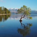 cornelius-napoleon-zelton-iii avatar