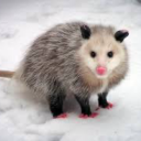 corvidae-romeo avatar