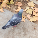 cosmic-dust-poltergeist avatar