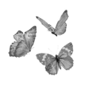 cosmicchandelier avatar