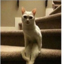 cosmicdumbass avatar