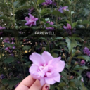 cosmicpathways avatar