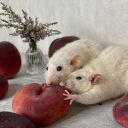 cosmos-blossom avatar