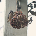 cosx-plus-isinx avatar