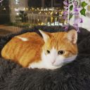 cosycabinaesthetic avatar