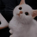 cottage-is-core avatar