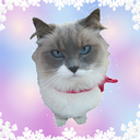 cougar-cotton-tail avatar