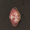 coughdropscolouredtongue avatar