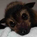 couplescoffin avatar