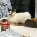 cowboy-cheezcake avatar