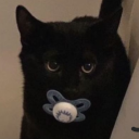 cowboy-rights avatar