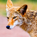 coyotetraveler avatar