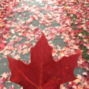 cozy-autumn-nights avatar