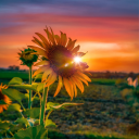 cozycoffeewriter avatar