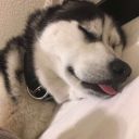 cozyhusky avatar