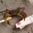 crab-the-shrimpaler avatar