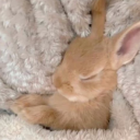 cranes-and-hares avatar