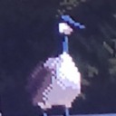 crash-the-casbah avatar