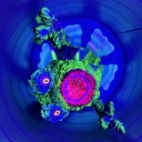 crazedandc0nfused avatar