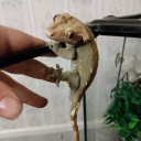 crazy-lizard-lover avatar