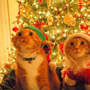 crazychristmascats avatar