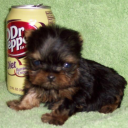 crazygothtaco avatar