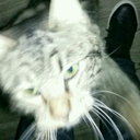 crazyloveable avatar