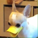 crazyrubberduckies avatar