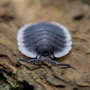 creatingyourself avatar