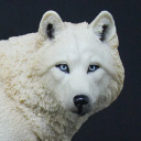 creaturecollectors avatar