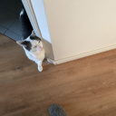 creaturesdeperfectionabsolu avatar