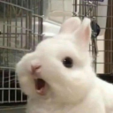 crescentmaroon avatar